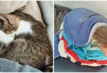 Food Delivery Rider in Antipolo Takes on Side Gigs to Care for Rescued Cat