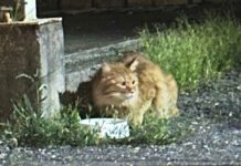 Pet Owner Saddened After Her Cat Seemingly Forgot Her Following 2-Week Disappearance