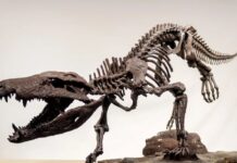 New Crocodile Species That Hunted Dinosaurs Discovered