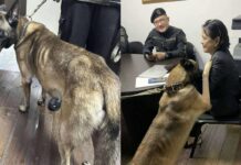 Viral K9 Dog To Undergo Rehabilitation; Here’s An Update