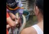 Huge Python Reportedly Eats 4 Pet Cats in Guimaras