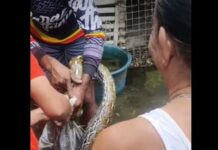 Huge Python Reportedly Eats 4 Pet Cats in Guimaras