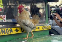 Jeepney Driver w/ Live Chicken on Hood Stopped by DOTr