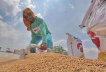 Vietnam rates rise on Philippine stockpiling; India prices steady