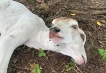 Farmer in Batangas Shocked After Cow Gives Birth to Two-Headed Calf
