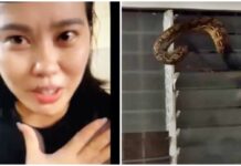 Woman in Davao City Bitten by Giant Python While Sleeping