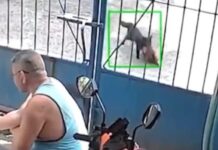 Cat Caught Stealing Live Chicken in Bulacan