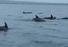 Dolphins Spotted Before Earthquake in Eastern Samar