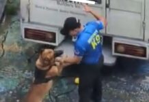 K9 Handler Fired After Video of Dog Abuse Circulates Online