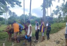Man Dies After Being Hit by Falling Coconut Tree in Quezon