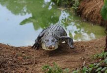 Fisherman Attacked by Crocodile While Sleeping on Boat in Palawan