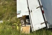 3 Escaped Monkeys from Crashed Truck Reportedly Carry Hepatitis C, Herpes, & COVID-19