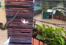 Crocolandia Wildlife Park in Cebu Affected by Typhoon Tino, Residents Concerned over Possible Animal Escape