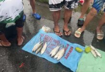Bangus Prices Drop to P100 per Kilo in Pangasinan After Typhoon Uwan