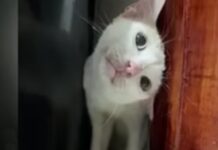 Cat Suffers After Online Home Remedy Worsens Condition