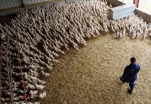 Bird flu virus could risk pandemic worse than COVID if it mutates, France’s Institut Pasteur says