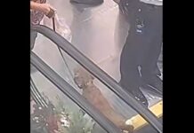 Fur Baby Injured on Escalator, Netizens Blame Dog Owner