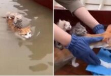 Mother Cat Carries Her Kittens Through Flood to Save Them