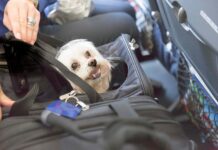 PAL Launches ‘FurPAL’, Allowing Small Dogs in Airplane Cabins Starting December 1