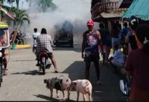Jeep Carrying Several Pigs Catches Fire in Romblon| PhilNews