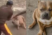 Viral Dog Axle: Prosecutor Approves Animal Abuse Case