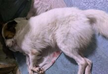 Aspin Dog in Valenzuela City Found Injured After Tongue Was Cut Off