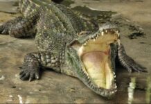 Man Found Dead at Sea After Alleged Crocodile Attack in Tawi-Tawi