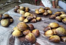 Young Shell Vendor Victimized by Scam Receives Help from Authorities