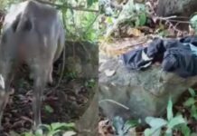 Shocking Animal Abuse Case Rocks El Nido After Teen Targets Carabao