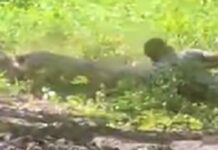 Disturbing Pig Incident Goes Viral, Triggers Calls for Investigation