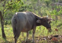 Young Suspect Wanted After Abusing Female Carabao in El Nido, Palawan