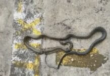 University Utility Worker Bitten by Venomous Cobra in Southern Leyte