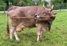 Cow Amazes Experts by Using Stick to Scratch Herself