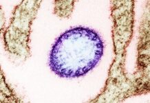 No Nipah virus cases detected in China, state media says