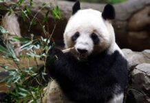 Japan-born pandas Xiao Xiao and Lei Lei arrive in China as bilateral ties freeze