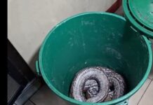 Large Python Safely Caught in Abandoned House in Manila
