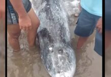 Weak Whale Washes Ashore in Aborlan, Palawan