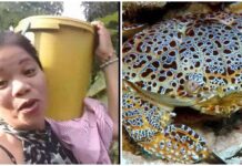 Food Vlogger Dies After Eating Toxic “Devil Crab” in Palawan