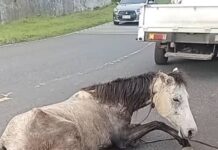 Horse Cruelly Dragged by Car on Road Sparks Public Outrage