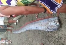 Giant Oarfish Found Floating in Guinayangan, Quezon