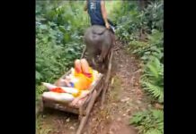 Bedridden Elderly Man Travels by Carabao Cart to Receive Social Pension