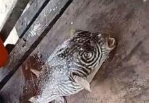 3 Dead in Masbate After Eating Pufferfish