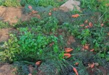 Farmer in Benguet Loses 400 Kilos of Carrots to Theft Before Harvest