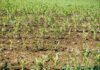 Manila says China has said it will not restrict fertilizer exports to the Philippines