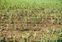 Manila says China has said it will not restrict fertilizer exports to the Philippines