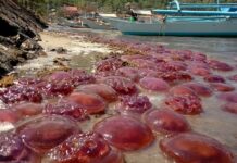 Pink & Violet Jellyfish Swarm Breakwater in Taytay, Palawan
