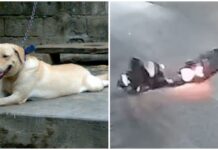 Motorcycle Rider Injured After Hitting Loose Dog Set Free at Night