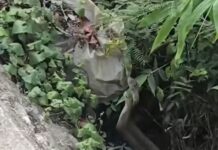 2 Philippine Cobras Spotted “Embracing” by Roadside in Isabela