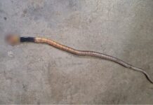 Female Athlete Bitten by Snake Inside Billeting Quarter Before SRAA Meet 2026