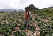 High fuel costs forcing Philippine farmers to abandon harvests